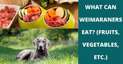 37 Fruits, Vegetables & Other Snacks Weimaraners .